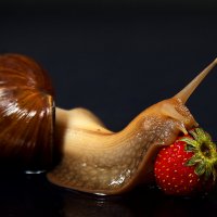 Клубничка :: Галина Муха