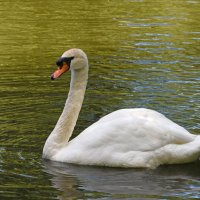 Москва. Сад будущего. Белый лебедь. :: Наташа *****