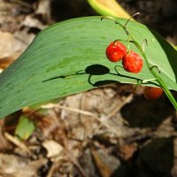 Всё ближе осень... :: Андрей Заломленков