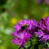 Сбор нектара. :: Михаил Колосов 