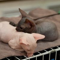 Выставка кошек :: Андрей 