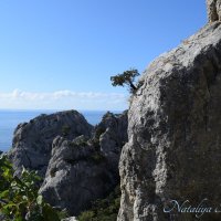 Природа Крыма :: Amazing Cosmea