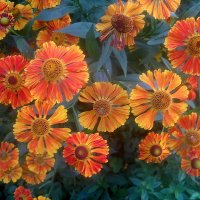 Цветы лета :: Елена Семигина