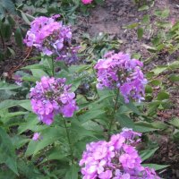 Флоксы :: Дмитрий Никитин