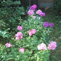 Флоксы :: Дмитрий Никитин