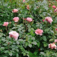 Розы :: Рита Симонова