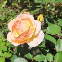 ,,, :: Сергей Тимоновский