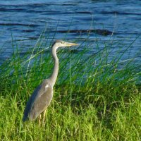 серая цапля :: gawrilа - dan