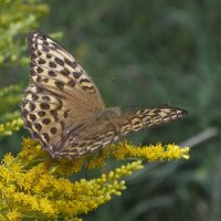 ** :: Зоя Мишина ** :: Зоя Мишина