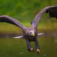 Орлан-белохвост :: Aleksey Afonin