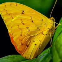 Крушинница — дневная бабочка :: Aleksey Afonin