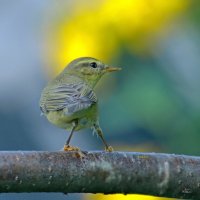 ТАНГО садовой камышовки ... :: Andrey Bragin 