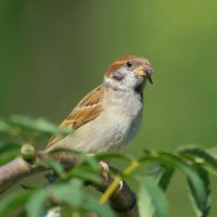 надо бросать курить ... ! :: Andrey Bragin надо бросать курить ... ! :: Andrey Bragin