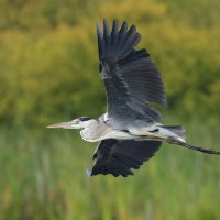 Летела птица... :: Владилен Панченко