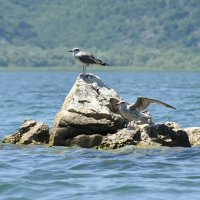 *** :: Марина Виноградова