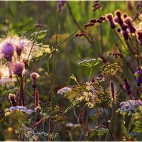 Картинка августа :: Валентин Котляров Картинка августа :: Валентин Котляров