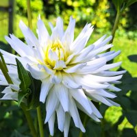 Георгин :: Наталья 