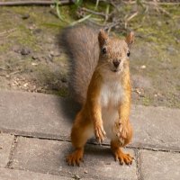 Белочка пришла :: Лютый Дровосек Белочка пришла :: Лютый Дровосек