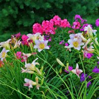 Разноцветье во дворе :: Светлана 