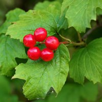 Звёздочка калины :: Светлана 