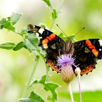 бабочки августа  5 :: Александр Прокудин