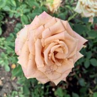 Роза :: Сапсан 