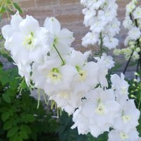 Дельфиниум :: Сапсан 