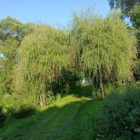 Арочка :: Марина Гранкова