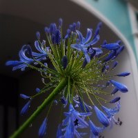 Аллиум после дождя. :: Татьяна Помогалова Аллиум после дождя. :: Татьяна Помогалова