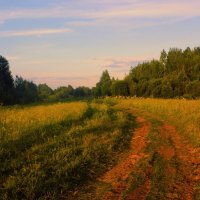 Вечер в поле :: Сергей Кочнев