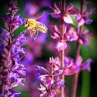 они на радость нам даны :: Олег Лукьянов они на радость нам даны :: Олег Лукьянов