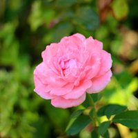 *** :: Андрей Л. В.