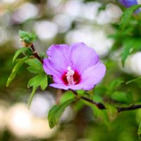 Гибискус :: Андрей Л. В.