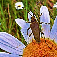 Июль...Жук на цветке ромашки! :: Владимир 