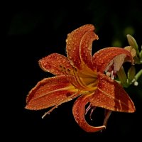 Утренняя лилия :: Александр Велигура Утренняя лилия :: Александр Велигура