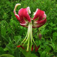 Красавица :: Людмила Смородинская Красавица :: Людмила Смородинская