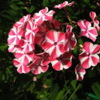 Красивый флокс :: Людмила Смородинская