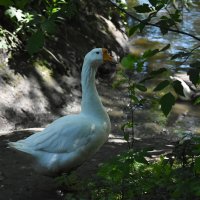 Москва. Сад будущего. :: Наташа *****