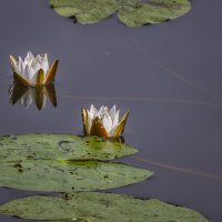 Кувшинки на Введенском озере :: Сергей Цветков Кувшинки на Введенском озере :: Сергей Цветков