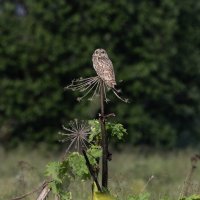 сова болотная :: юрий макаров сова болотная :: юрий макаров