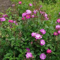 Розы :: Рита Симонова Розы :: Рита Симонова