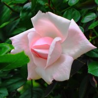 Роза :: Рита Симонова