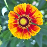 гелениум :: Наталья 