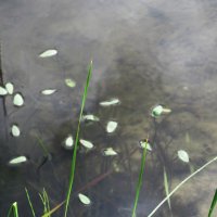 Усманка :: Елена Шаламова