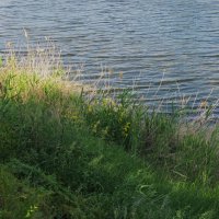 Ах, июнь ! :: Елена Шаламова