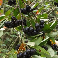 Черноплодная рябина :: Freddy 97