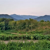 ПЛАСТУНКА :: Tata Wolf