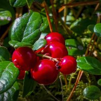 Брусника :: Aleksey Afonin