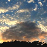 кучеряшки :: РозаВетроф 