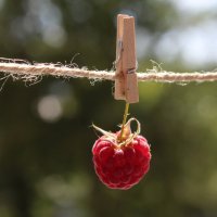 Ягодка малинка. :: Нина Сироткина 